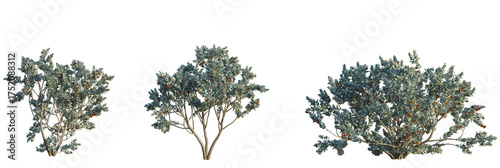 Eucalyptus pauciflora tree plan, top view, cutout, transparent background, isolate, Native Australian bottlebrush shrubs add a touch of unique beauty