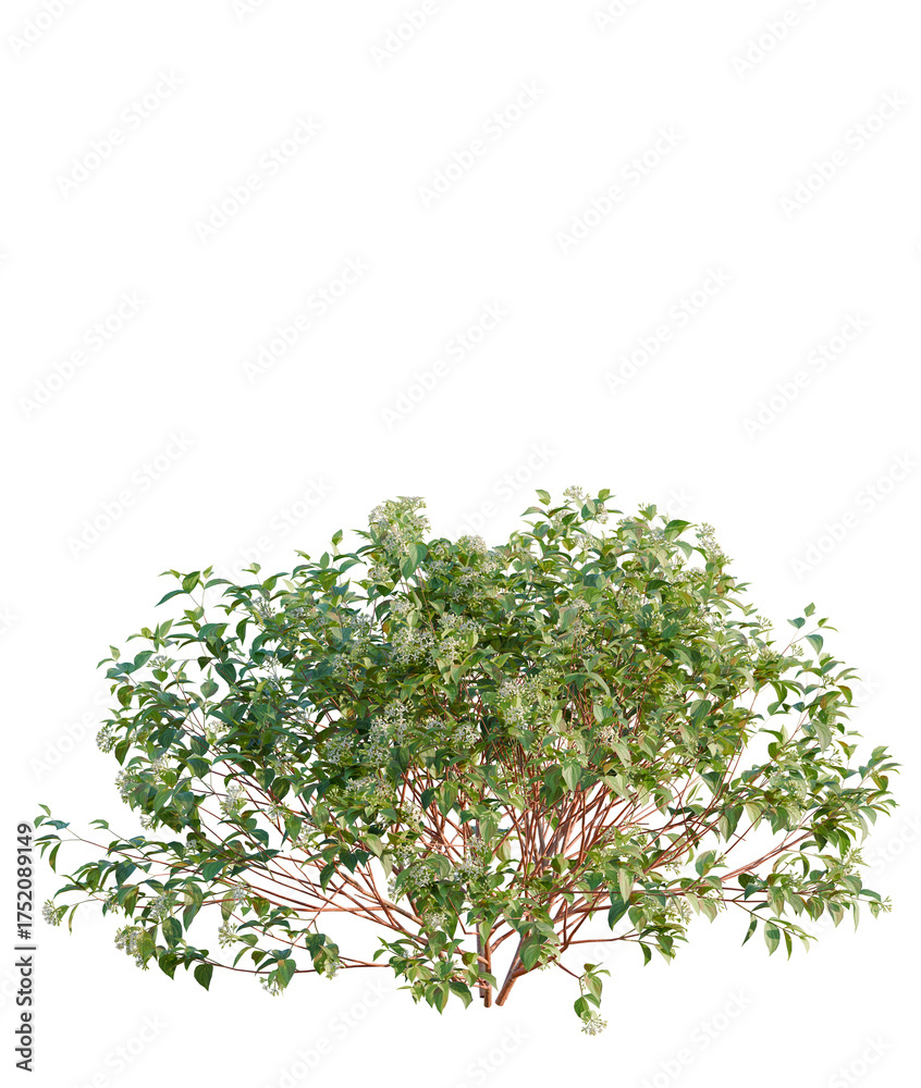 Obraz premium Cornus sanguinea tree plan, top view, cutout, transparent background, isolate, Dogwood shrub blooming prolifically, ideal for garden design projects