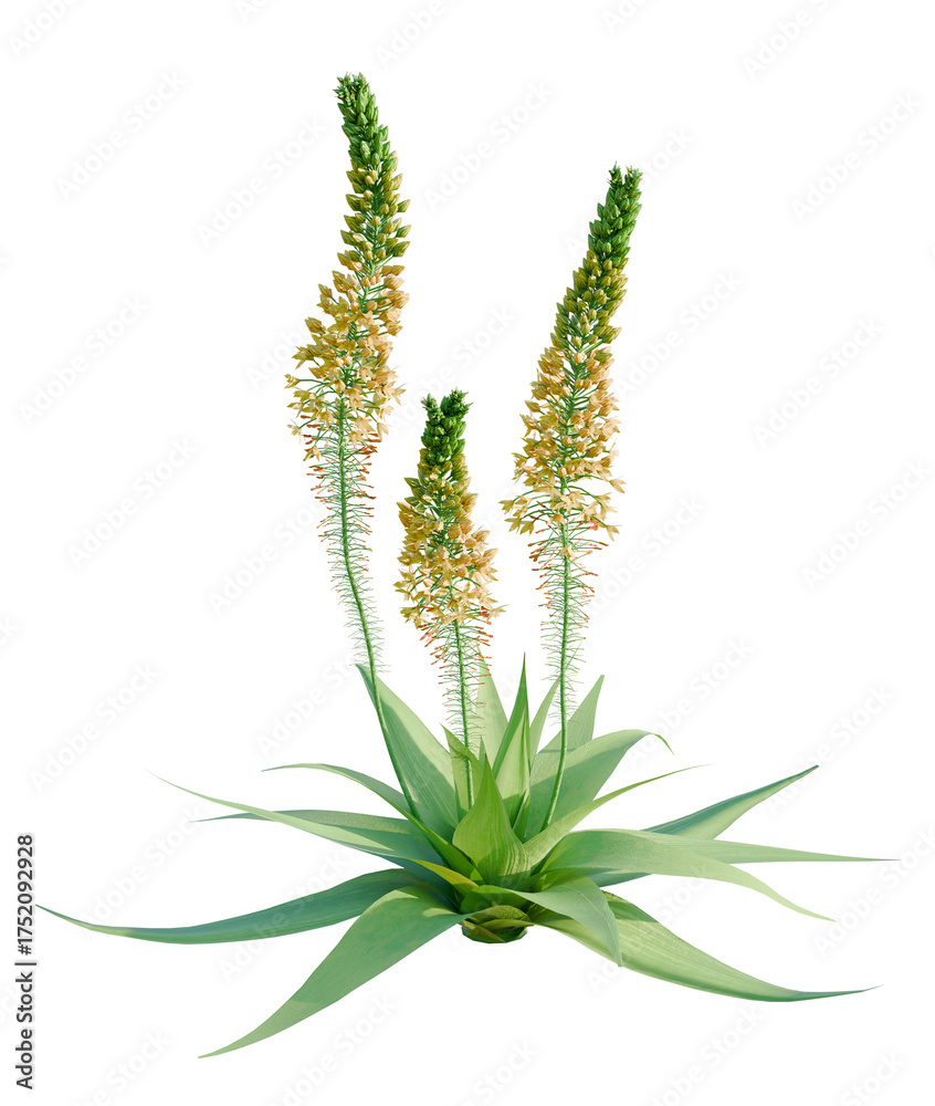 Fototapeta premium Bulbine latifolia tree plan, top view, cutout, transparent background, isolate, Stunning yellow flowering plant with lush green leaves on black