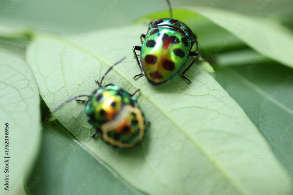 Fototapeta premium Colorful beetles on green leaves, vibrant insects showcasing intricate patterns and textures in a natural setting, suitable for nature themes.