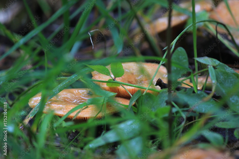 Obraz premium red pine mushroom in a summer forest