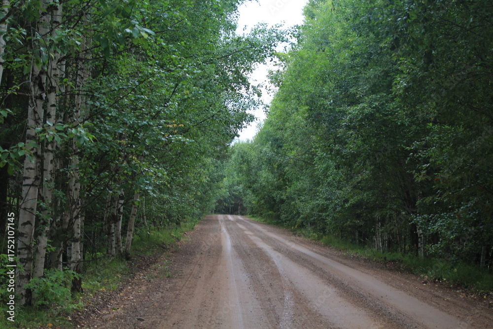 Obraz premium Dirt road in a summer forest
