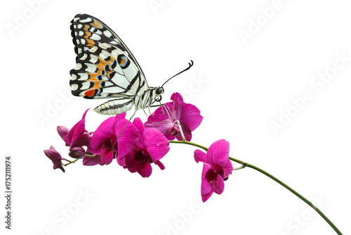 Butterfly on a pink orchid on isolated white background.