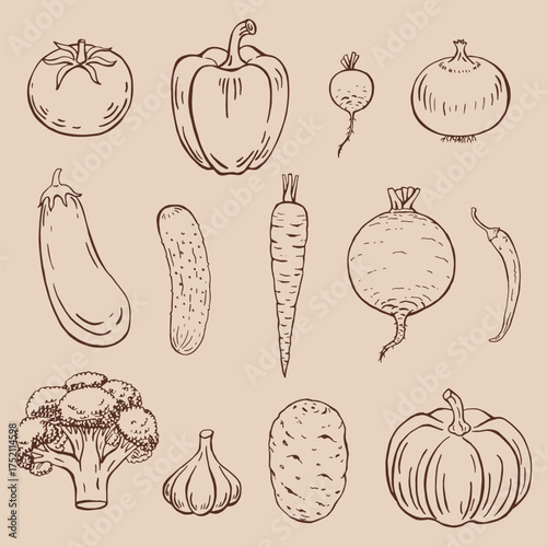 Set of vegetables. Hand drawn vector illustration.