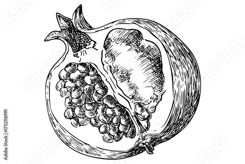 Pomegranate fruit sketch black white engraving hand drawn vitamin food