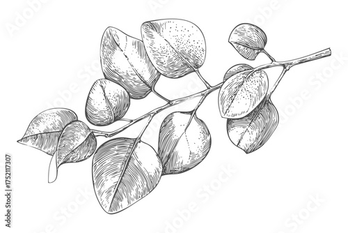 Eucalyptus branch with elongated leaves sketch. Floral botanical drawing illustration