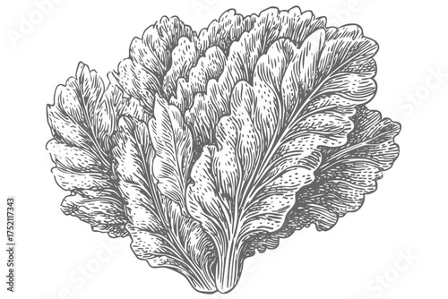 Fresh Lettuce Sketch Engraving, Botanical Illustration of Leafy Vegetable