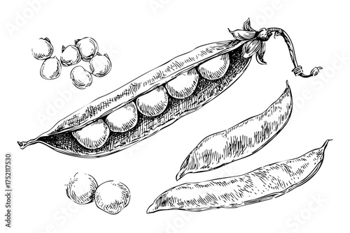 Natural Sketch of Fresh Peas with Open Pods and Loose Legumes
