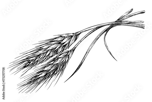 Barley Stalks Sketch, Cereal Crop Agricultural Field Element