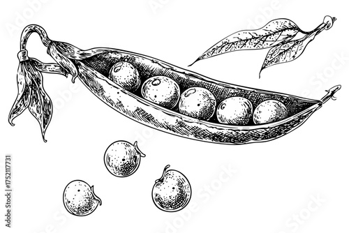 Fresh Green Peas Pod Botanical Sketch with Individual Peas and Leaves