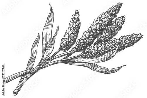 Plantain Seed Spike Sketch Vector Illustration Herbal Grain Natural Drawing