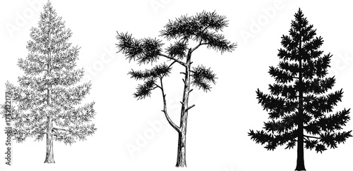 Detailed pine and fir tree illustration set, hand-drawn and silhouette forest nature vector design isolated on white background.