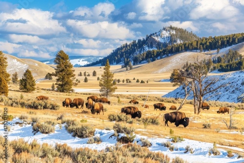 Buffalo herd grazes in a winter landscape with blue sky and snow-capped mountains in Yellowstone National Park