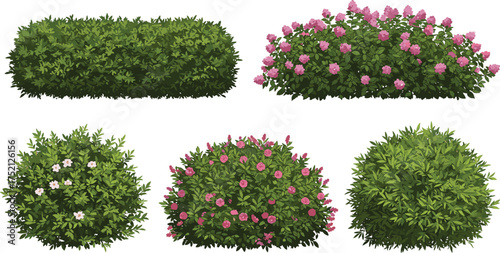 Green bush and flowering shrub vector collection with pink and white blossoms, garden hedge plants isolated on white background illustration.
