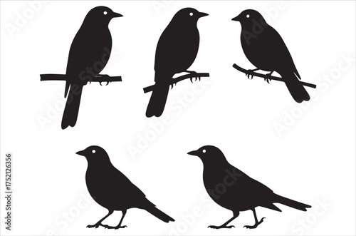 Myna bird silhouette bundle  vector, illustration, design, icon, retro on white background.