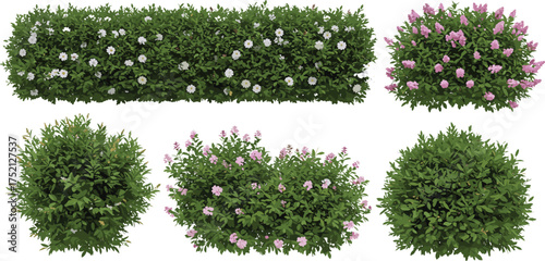 Realistic green bush and flowering shrub collection with pink and white blossoms, garden hedge plants isolated on transparent background illustration.