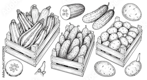 Collection of seasonal vegetables in wooden crates engraving sketch hand drawn style black and white vintage illustration vector

