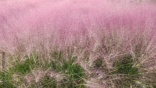 Pink muhly, pink muhly grass, pink muhly photo, simple nature, pink muhly background