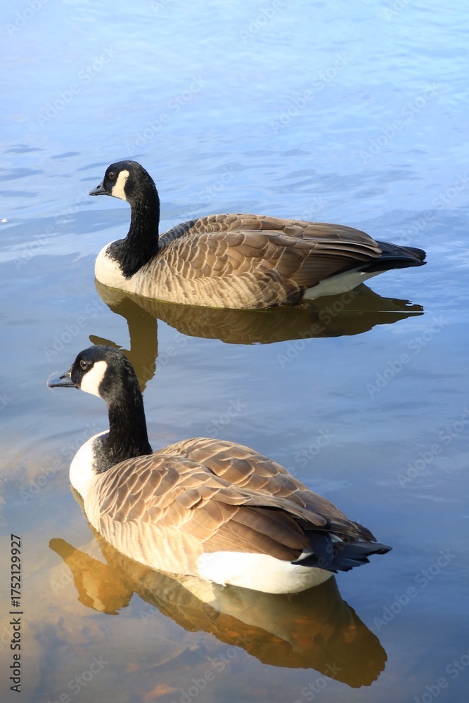 Obraz premium Canada goose（カナダ雁）