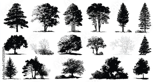 Silhouetted Trees Illustration with Assorted Deciduous and Evergreen Types Against White Background Creating a Woodland Aesthetic