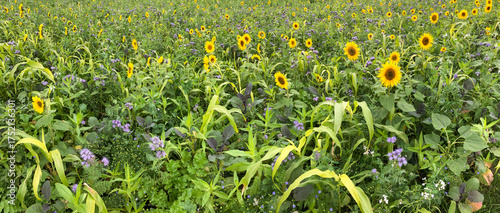 Sonnenblumen und Phacelia auf einem Acker