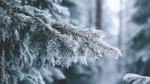 frozen winter forest with snow covered trees outdoor no logos no brands ar 169