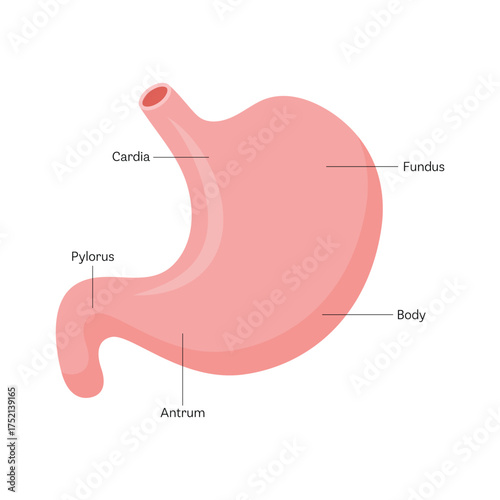 Human stomach. Stomach anatomy labelled flat vector illustration on white background