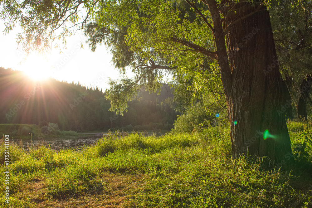 Obraz premium a tree in the green grass at sunset