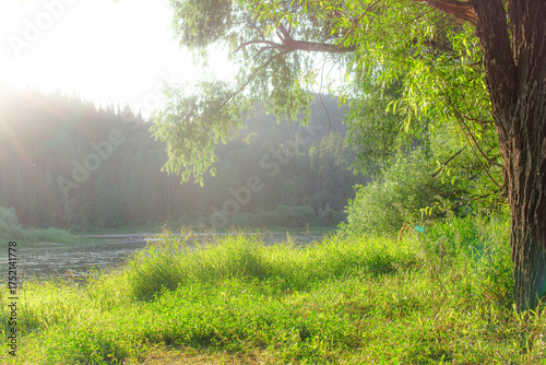 a tree in the green grass at sunset