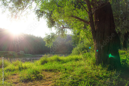 a tree in the green grass at sunset