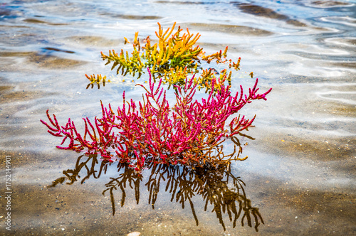sea asparagus or lasswort, pickleweed, picklegrass,in Oostvoorne in Holland