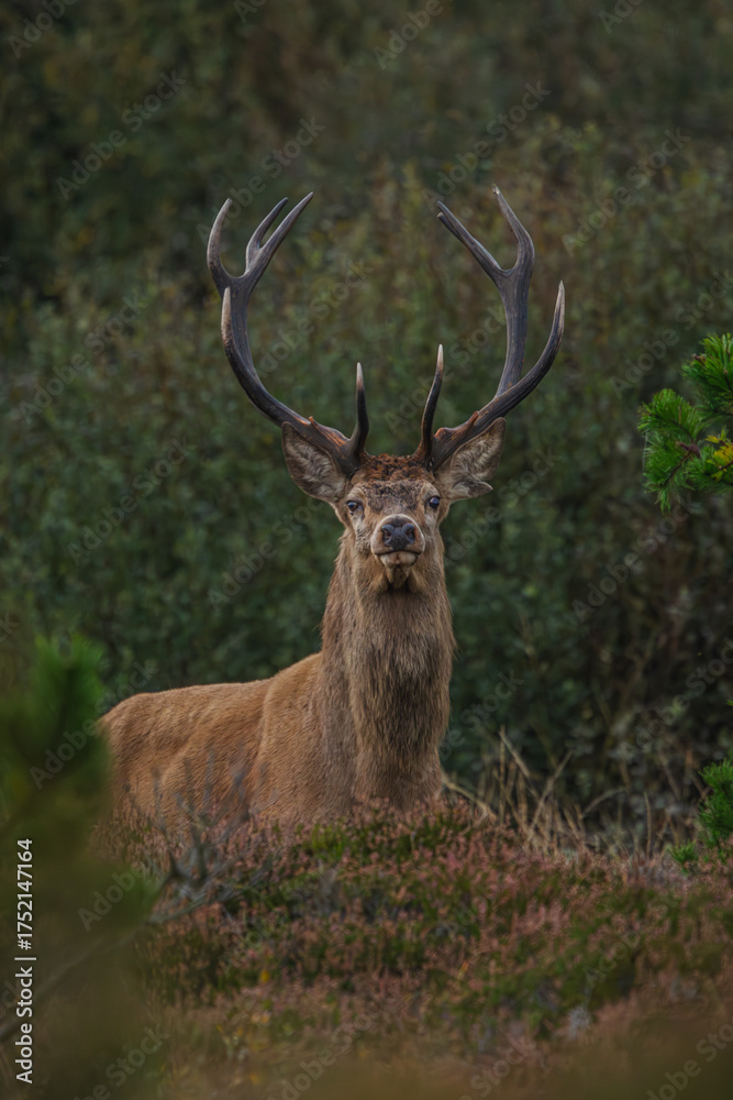 Naklejka premium Hirsch