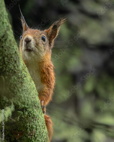 Eichhörnchen