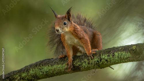 Eichhörnchen
