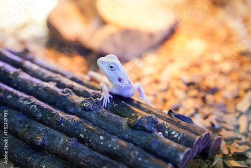 Bilde på lerret A Uromastyx lizard basking under warm light, showing its rough scales and spiny tail