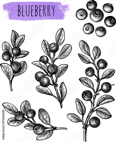 Blueberry set of ink sketches.
