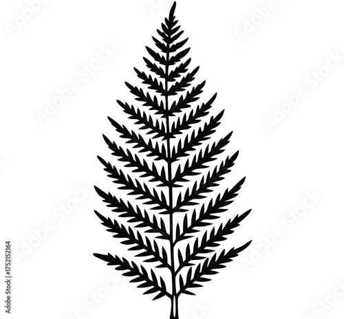 Fern frond, a detailed botanical illustration
