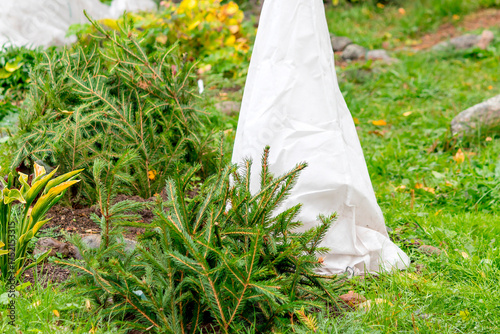 Autumn protection of rose bushes from frost using different methods, including textiles and pine branches.