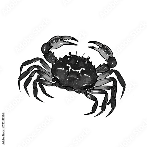 Detailed watercolor illustration of a dark gray crab with intricate legs and claws against a clean white background, showcasing its textured shell