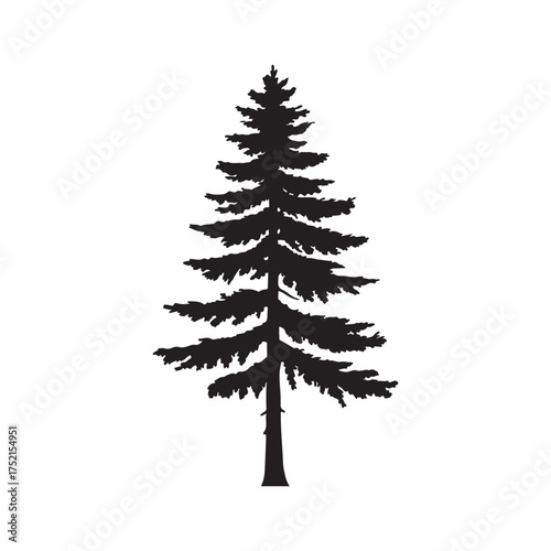 Silhouette of a tall evergreen pine tree detailed branches and trunk nature forest woodland symbol