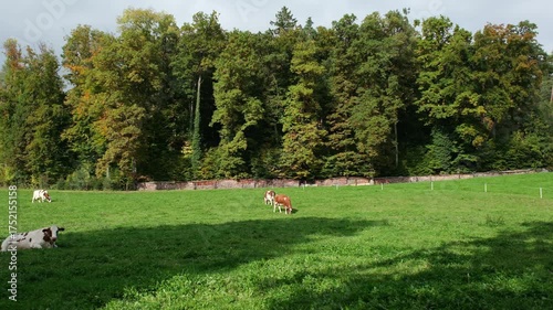 Wallpaper Mural Herbst Beginn in der Schweiz, Kühe auf der Weide auf dem Lande in der Schweiz Torontodigital.ca