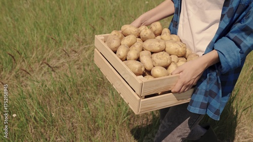 Fotografie farmer carries potatoes in box across the field, harvest time, vegetable production on the manufacturer farm, growing potato tubers from land soil, farming, fresh healthy vegetarian food, agronomist