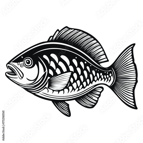 fish vector illustration