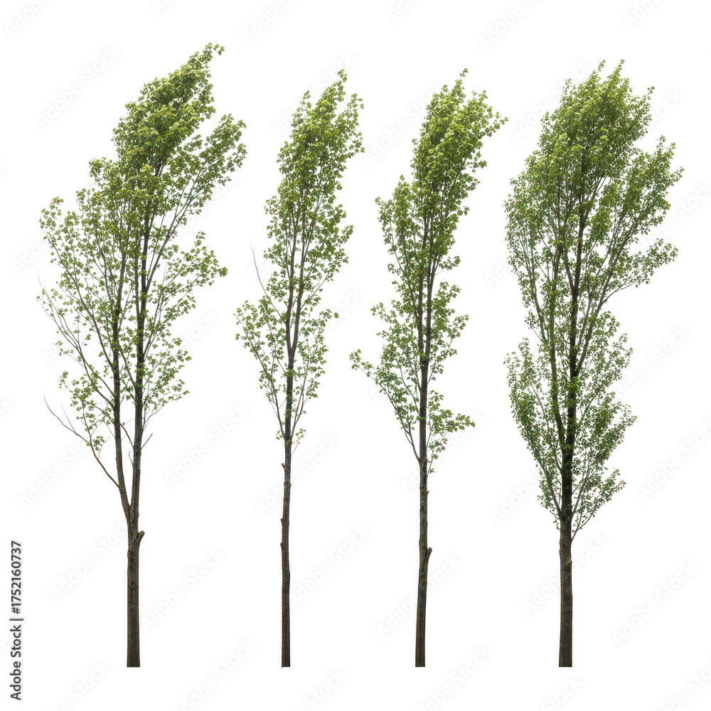 Fototapeta premium Four tall green leafy trees with thin trunks foliage