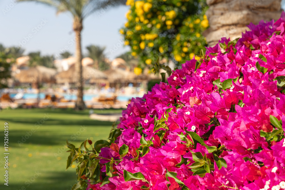 Obraz premium Resort garden with vivid green grass, palm trees, beach umbrellas and colorful flowers on sunny day
