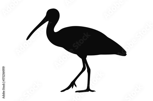 Spoonbill bird silhouette vector, ibis bird silhouette 