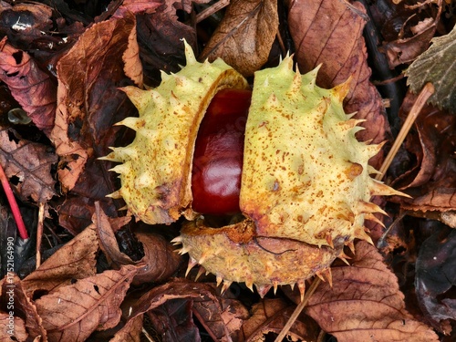 Chestnut in its spiny shell, a fruit of autumn nature
