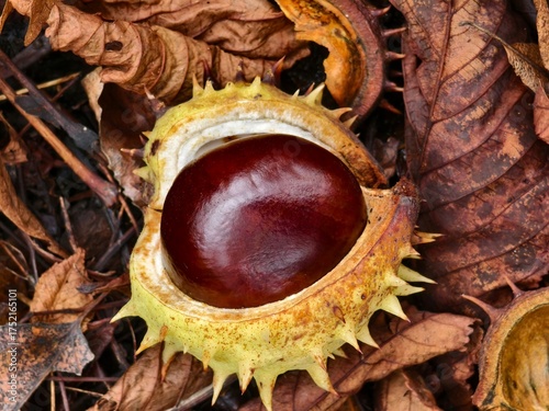 Chestnut in its spiny shell, a fruit of autumn nature