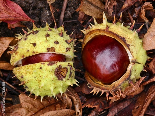 Chestnut in its spiny shell, a fruit of autumn nature