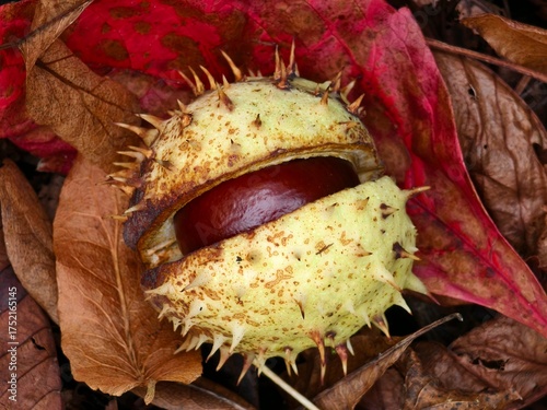 Chestnut in its spiny shell, a fruit of autumn nature